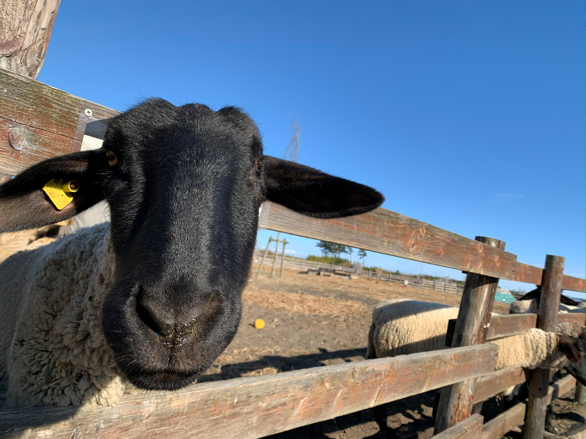いわぬまひつじ村