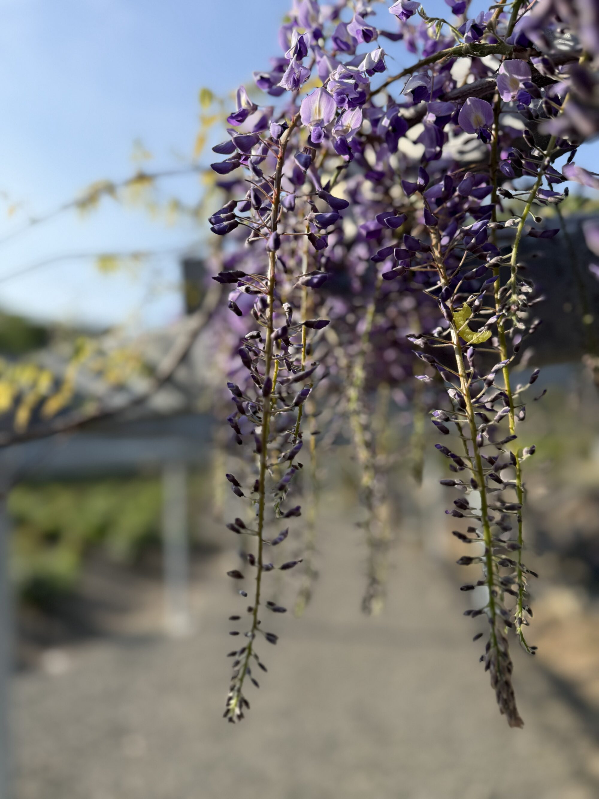 金蛇水神社