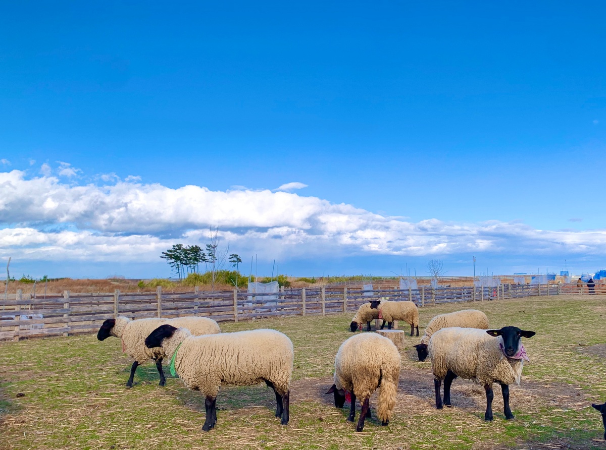 いわぬまひつじ村
