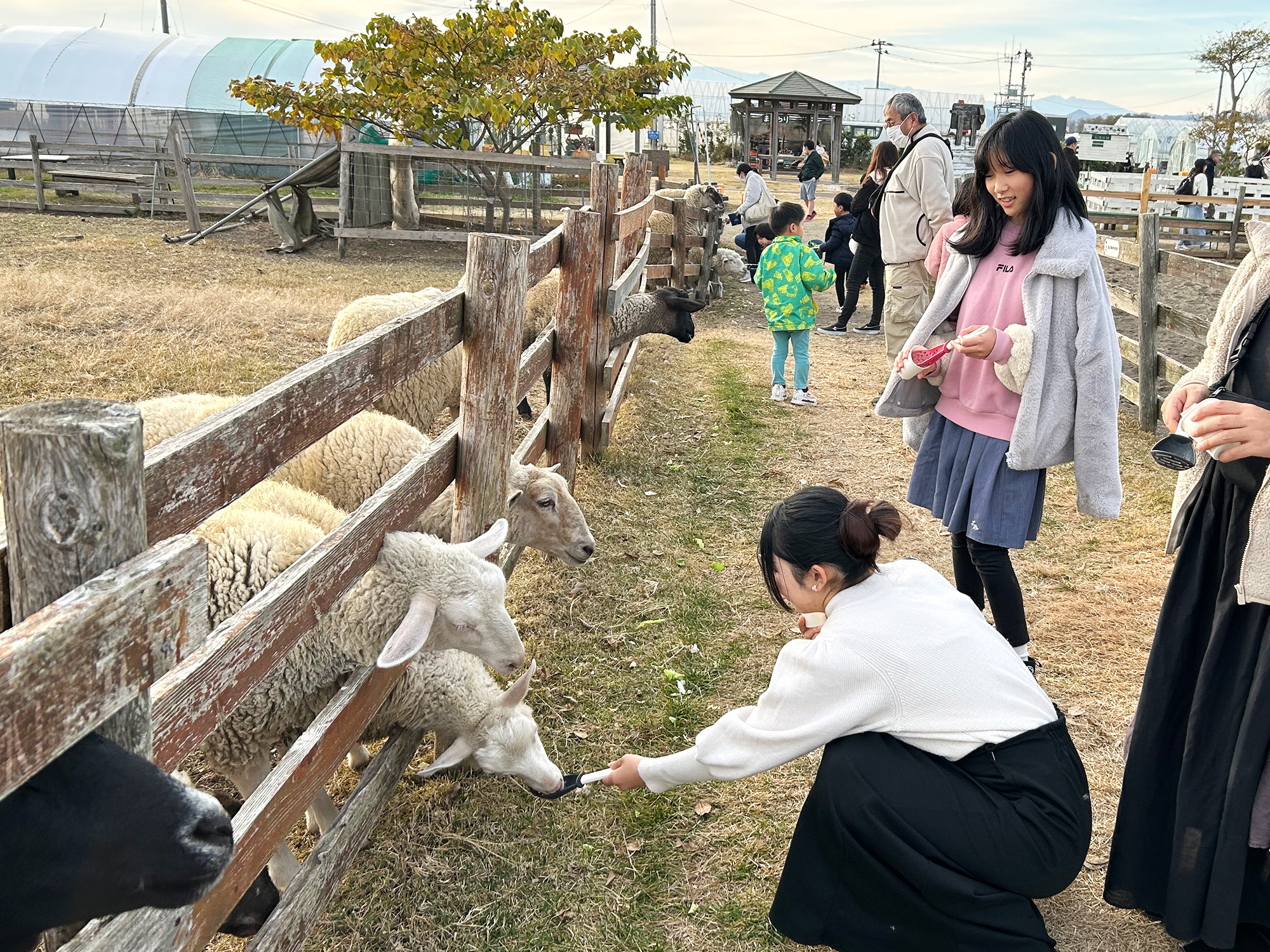 ひつじと触れ合いコース