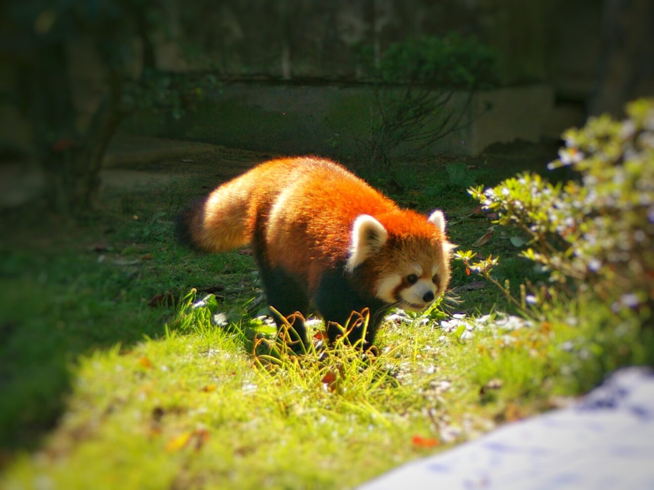 八木山動物公園