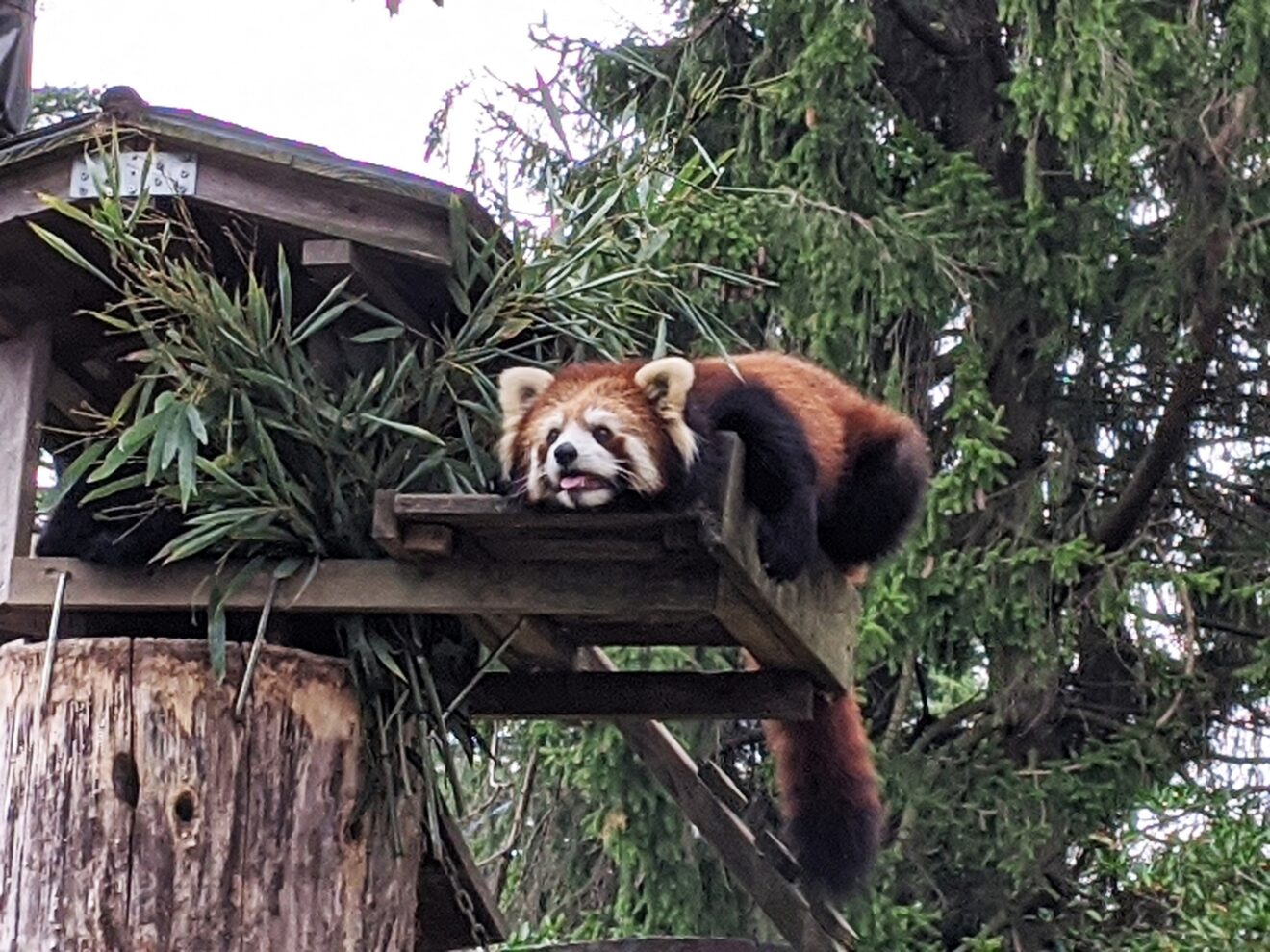 歷史、動物與溫泉的極致療癒之旅