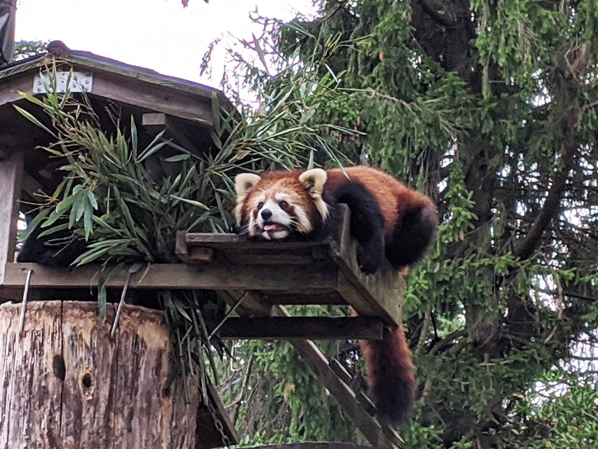 歷史、動物與溫泉的極致療癒之旅
